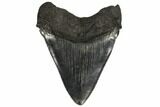 Bargain, Fossil Megalodon Tooth - South Carolina #130715-2